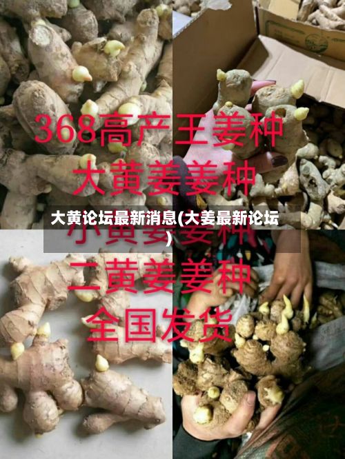 大黄论坛最新消息(大姜最新论坛)-第3张图片