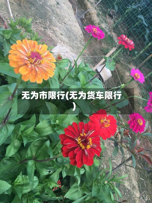 无为市限行(无为货车限行)-第2张图片