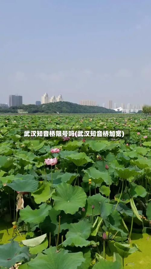 武汉知音桥限号吗(武汉知音桥加宽)-第2张图片