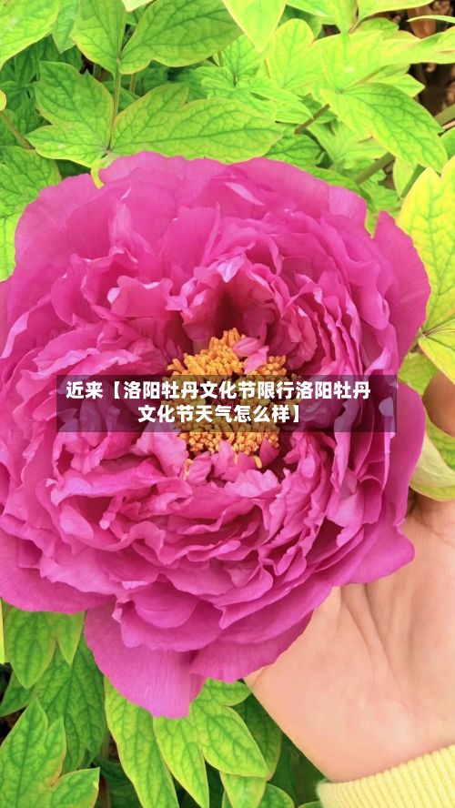 近来【洛阳牡丹文化节限行洛阳牡丹文化节天气怎么样】-第2张图片