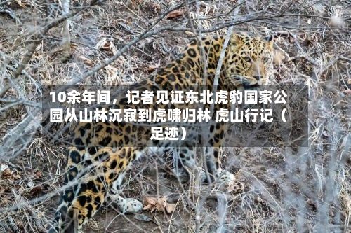 10余年间，记者见证东北虎豹国家公园从山林沉寂到虎啸归林 虎山行记（足迹）