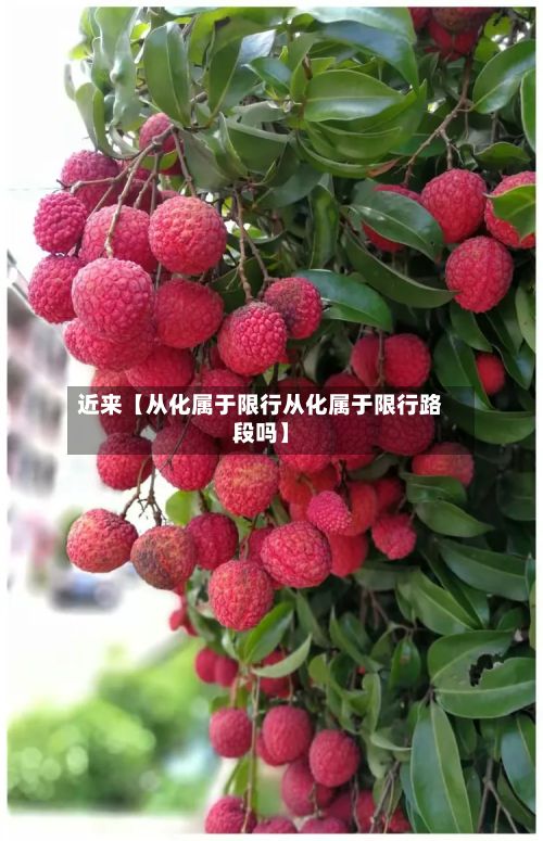 近来【从化属于限行从化属于限行路段吗】-第1张图片
