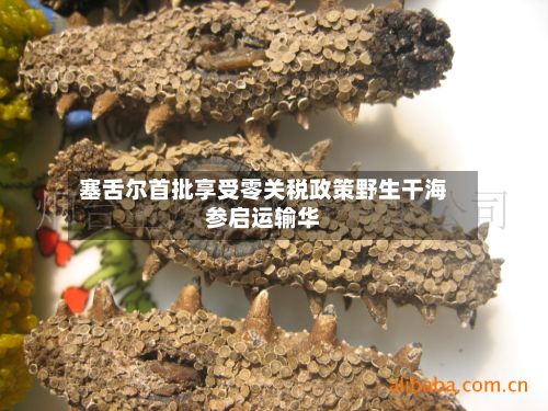 塞舌尔首批享受零关税政策野生干海参启运输华-第2张图片